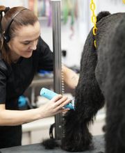 Doggrooming Ramstein Bild 7