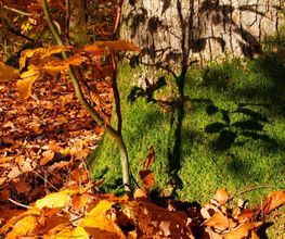 Im Herbst zeigt sich der FriedWald Wangen in leuchtenden Farben.