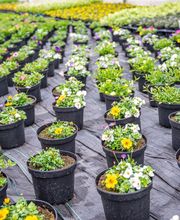 Fleurs Stempfler image 7