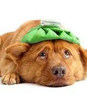 Kleintierpraxis Gerliswil AG Bild 2