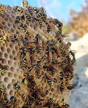 Dufour Gaetan A.E. image 8