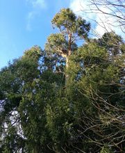 Tachet Pierre-Hubert image 8