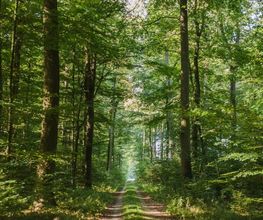 Weg durch den FriedWald Ostheide