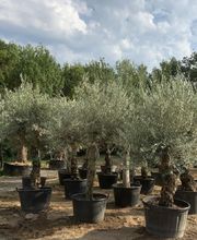 Agrément Jardins image 8