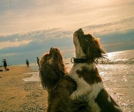 Hundezentrum Lapki Bild 8