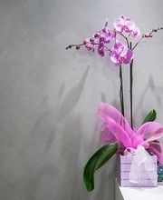 Gallery Professionale