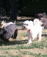 Village Canin le Grand l'Ilot image 9