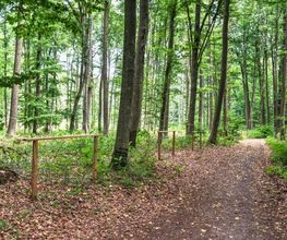 Die Hauptwege im FriedWald Lich sind gut begehbar.