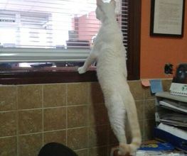 Centro Veterinario Ifach imagen 2