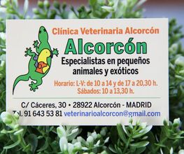 Veterinario Alcorcón imagen 9