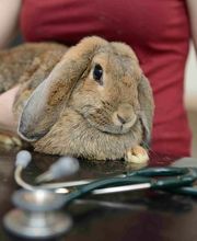 Kleintierpraxis Dr. med. vet. Barbara Rabeling Bild 2