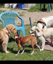 Hundeschule Mosig Bild 10