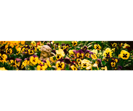 Bestattungen Friede Bild 8