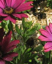 Gartengestaltung Andreas Jakob GmbH Bild 1