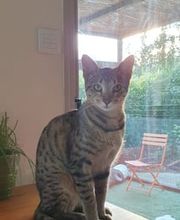 La Forêt des Ronrons image 4