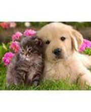 Tendance Toilettage image 2