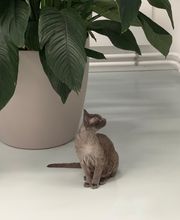 Katzen-Praxis.ch Bild 12