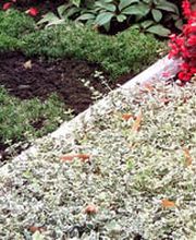 Abschied Bestattungen Bild 3