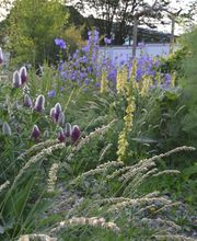 Wildpflanzengärtnerei Flora di Berna Bild 7