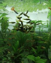 Gallery Professionale