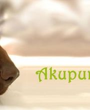 AkupunkTierMobil Stefanie Miersch Bild 1