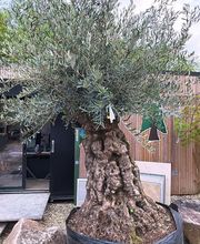 Sequoia Paysage image 1