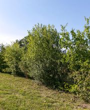 Nicolas Varidel Nature+Jardins Bild 4