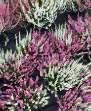 Bärtschi Blumen Pflanzen Floristik Bild 12