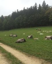 Ferme-Restaurant Pierreberg Bild 9