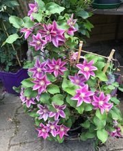 Gärtnerei Goldschmitt B. Jungnitsch Bild 12