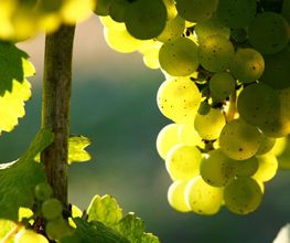 Brunner Weinmanufaktur AG Bild 8