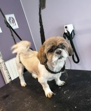 L'Espace Canin image 3