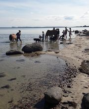 wir gehen mit den Pferden am Strand spazieren