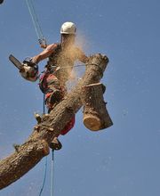 Philippe Joyeux Elagage image 4