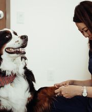 Founders Green Animal Hospital image 10