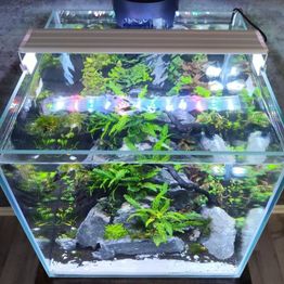 AquascapOlli