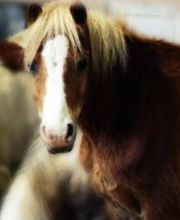 Les Ecuries De Kerrous EARL image 3