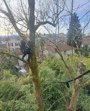 Sempervirens image 6