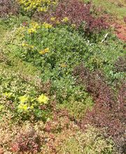 Staudengärtnerei David Müller Bild 24