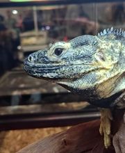 Tree of Life Exotic Pet Medical Center image 4