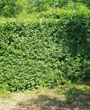 Ted Multiservices image 16