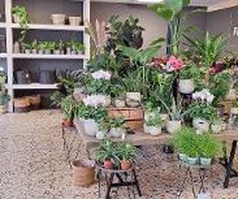 Floria Blumen Bild 20