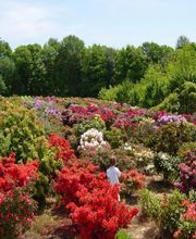 Les Pépinières de Kerfandol image 5