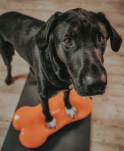 FITBUDDYS Tierheilpraxis & BARF-Shop Bild 7