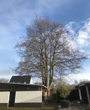 Dirven Boomverzorging afbeelding 7