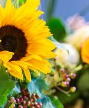 Linder Blumen am Bahnhofplatz in Aarau Bild 1