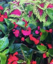 Browder-Hite image 8