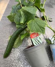 Garten & Floristik Prifling Bild 9