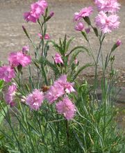 Staudengärtnerei David Müller Bild 36