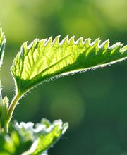 Naturheilpraxis Irène Nabi Bild 9